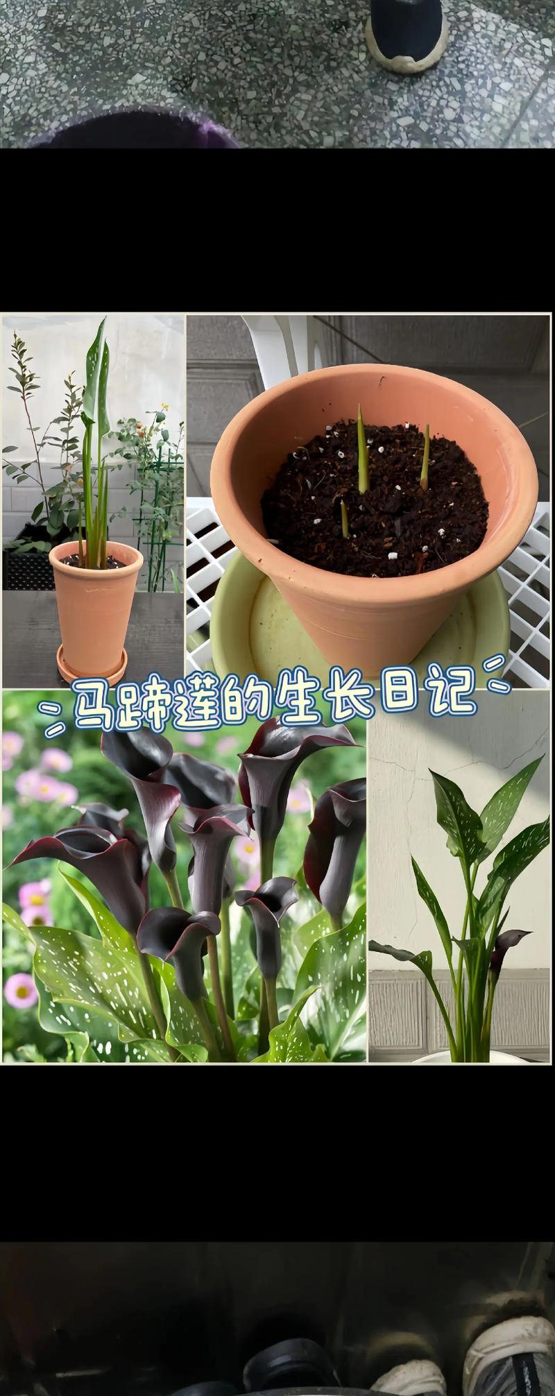 马蹄莲种球春天能种吗，马蹄莲种球春天能种吗图片？