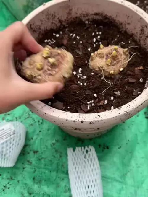 马蹄莲种球春天能种吗，马蹄莲种球春天能种吗图片？-第2张图片-优品飞百科