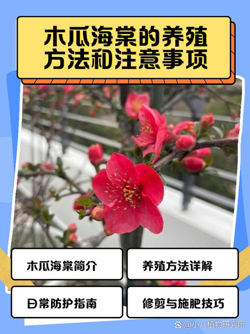 海棠的养殖方法和注意事项，夫妻海棠的养殖方法和注意事项？-第2张图片-优品飞百科