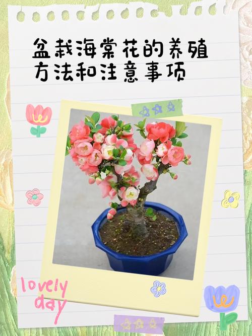 海棠的养殖方法和注意事项，夫妻海棠的养殖方法和注意事项？-第4张图片-优品飞百科