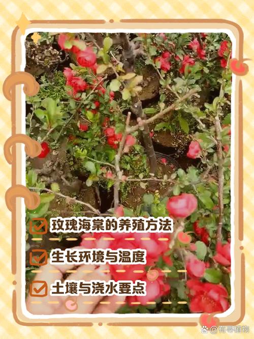 海棠的养殖方法和注意事项，夫妻海棠的养殖方法和注意事项？-第5张图片-优品飞百科