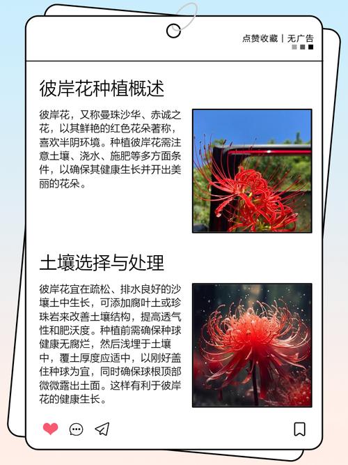 彼岸花用什么盆种植？彼岸花盆栽种植方法？