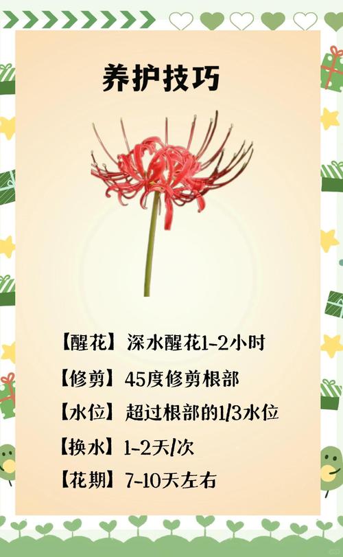 彼岸花用什么盆种植？彼岸花盆栽种植方法？-第3张图片-优品飞百科