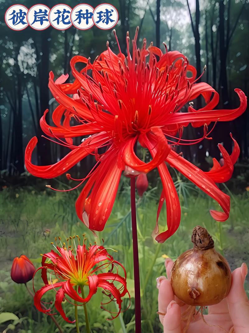 彼岸花用什么盆种植？彼岸花盆栽种植方法？-第4张图片-优品飞百科