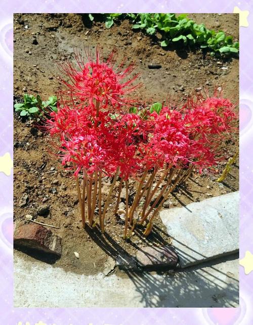 彼岸花用什么盆种植？彼岸花盆栽种植方法？-第5张图片-优品飞百科