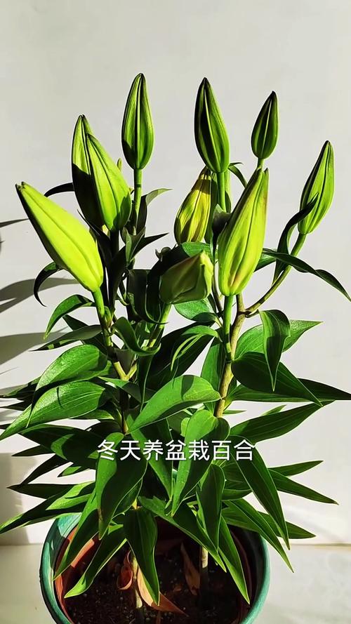 水插百合不开花怎么办，水插百合能开多久