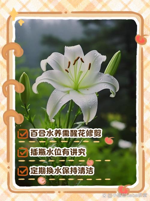 水插百合不开花怎么办，水插百合能开多久-第2张图片-优品飞百科