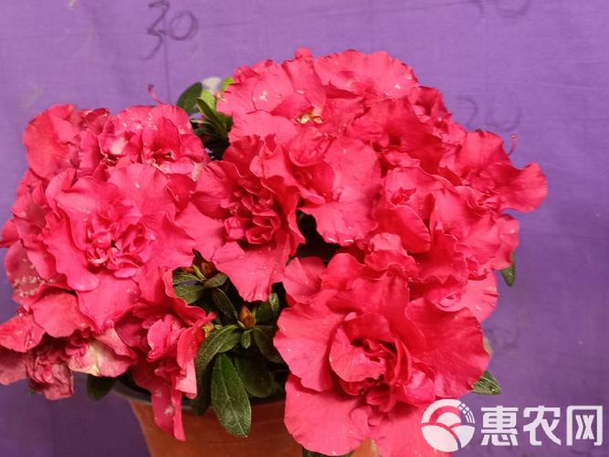 网上传的“浇花水”，浇花水是什么意思-第2张图片-优品飞百科