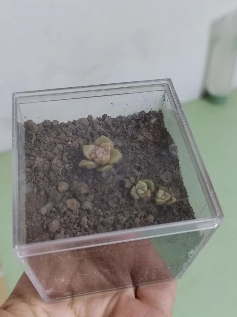 网上传的“浇花水”，浇花水是什么意思-第3张图片-优品飞百科