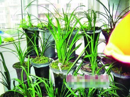 网上传的“浇花水”，浇花水是什么意思-第4张图片-优品飞百科