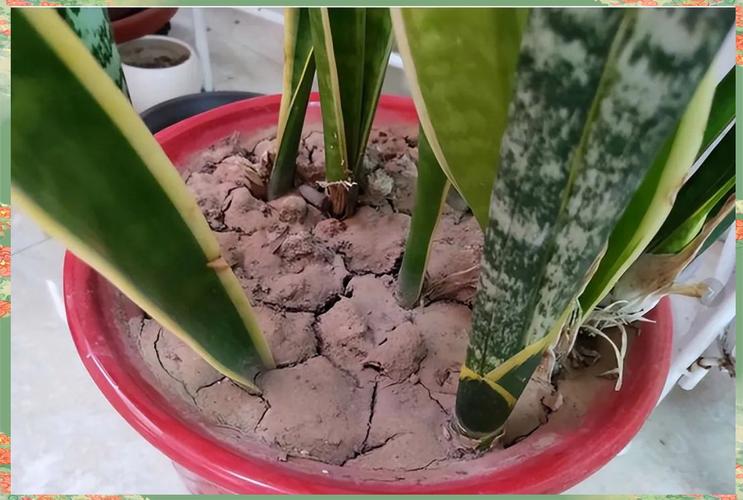 网上传的“浇花水”，浇花水是什么意思-第5张图片-优品飞百科