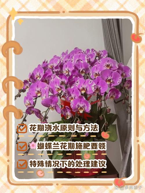 蝴蝶兰开花前怎么养护？蝴蝶兰开花时怎样养怎样浇水？