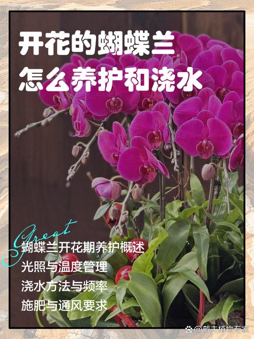 蝴蝶兰开花前怎么养护？蝴蝶兰开花时怎样养怎样浇水？-第2张图片-优品飞百科