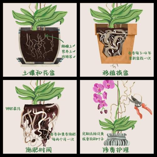 蝴蝶兰开花前怎么养护？蝴蝶兰开花时怎样养怎样浇水？-第3张图片-优品飞百科