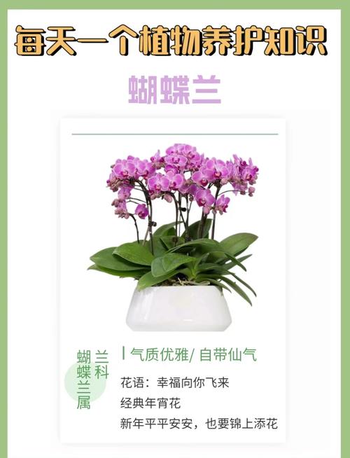 蝴蝶兰开花前怎么养护？蝴蝶兰开花时怎样养怎样浇水？-第4张图片-优品飞百科