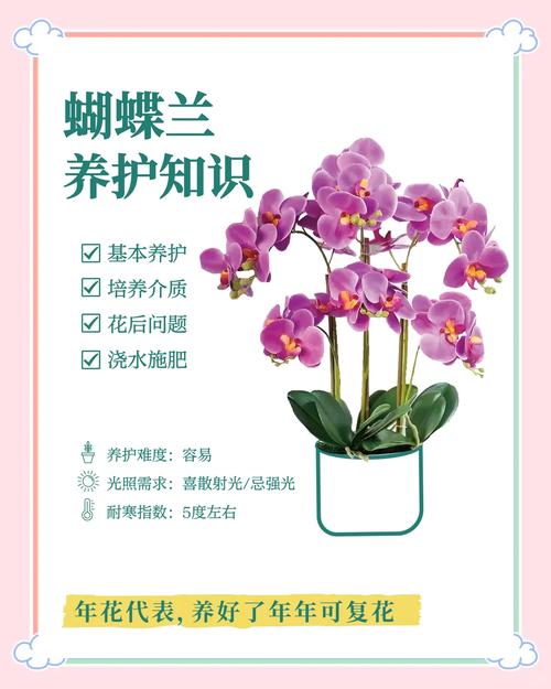 蝴蝶兰开花前怎么养护？蝴蝶兰开花时怎样养怎样浇水？-第5张图片-优品飞百科