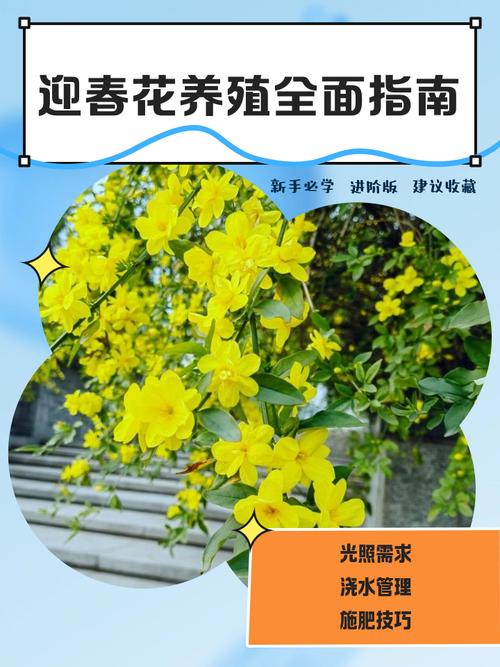 迎春花掐根“枝条”种土里，迎春花树枝插土里可以活吗