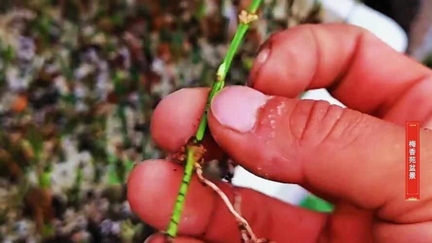 迎春花掐根“枝条”种土里，迎春花树枝插土里可以活吗-第2张图片-优品飞百科