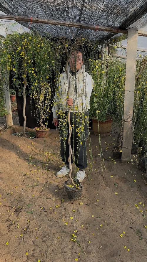 迎春花掐根“枝条”种土里，迎春花树枝插土里可以活吗-第3张图片-优品飞百科