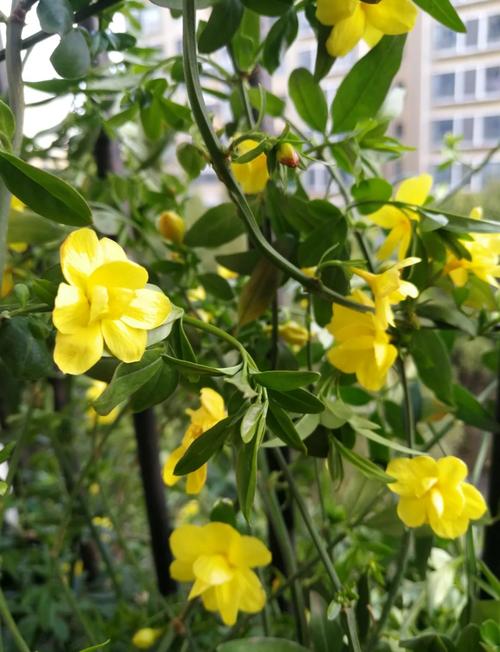 迎春花掐根“枝条”种土里，迎春花树枝插土里可以活吗-第4张图片-优品飞百科