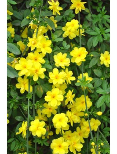 迎春花掐根“枝条”种土里，迎春花树枝插土里可以活吗-第5张图片-优品飞百科