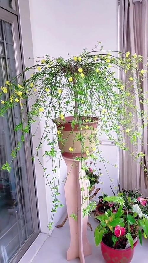 迎春花掐根“枝条”种土里，迎春花树枝插土里可以活吗-第6张图片-优品飞百科