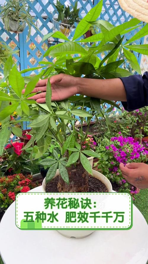 南阳台养花的秘诀，南阳台养花对风水？-第2张图片-优品飞百科