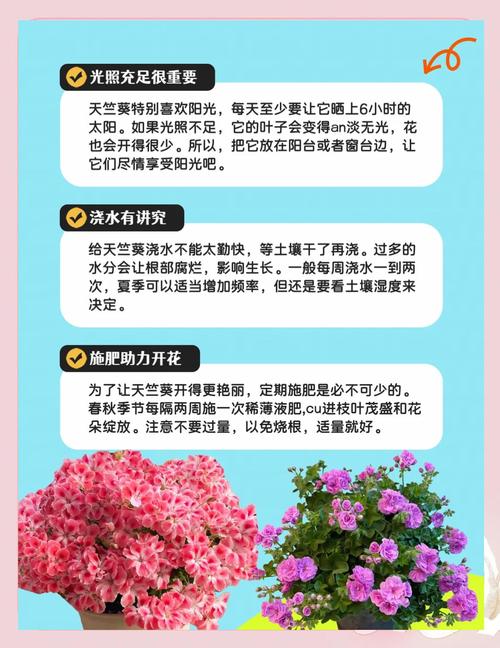 南阳台养花的秘诀，南阳台养花对风水？-第3张图片-优品飞百科