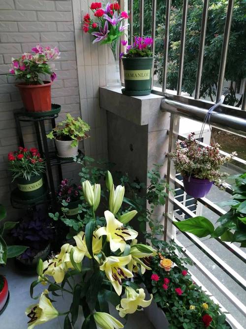 南阳台养花的秘诀，南阳台养花对风水？-第5张图片-优品飞百科