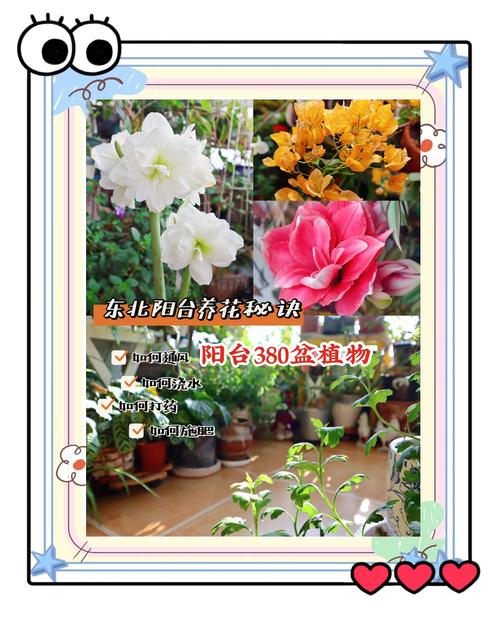 南阳台养花的秘诀，南阳台养花对风水？-第6张图片-优品飞百科