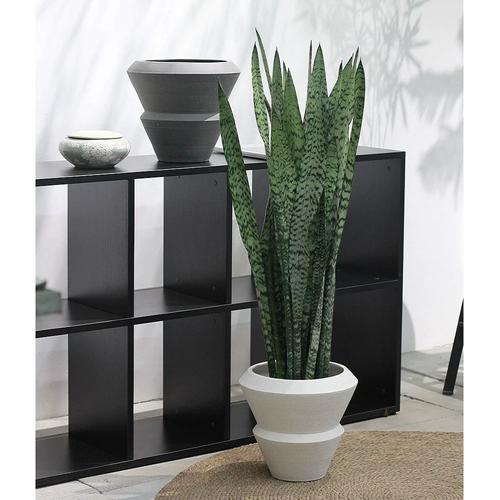 虎皮兰不用买，虎皮兰需要肥料吗-第2张图片-优品飞百科