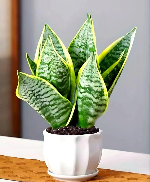 虎皮兰不用买，虎皮兰需要肥料吗-第4张图片-优品飞百科