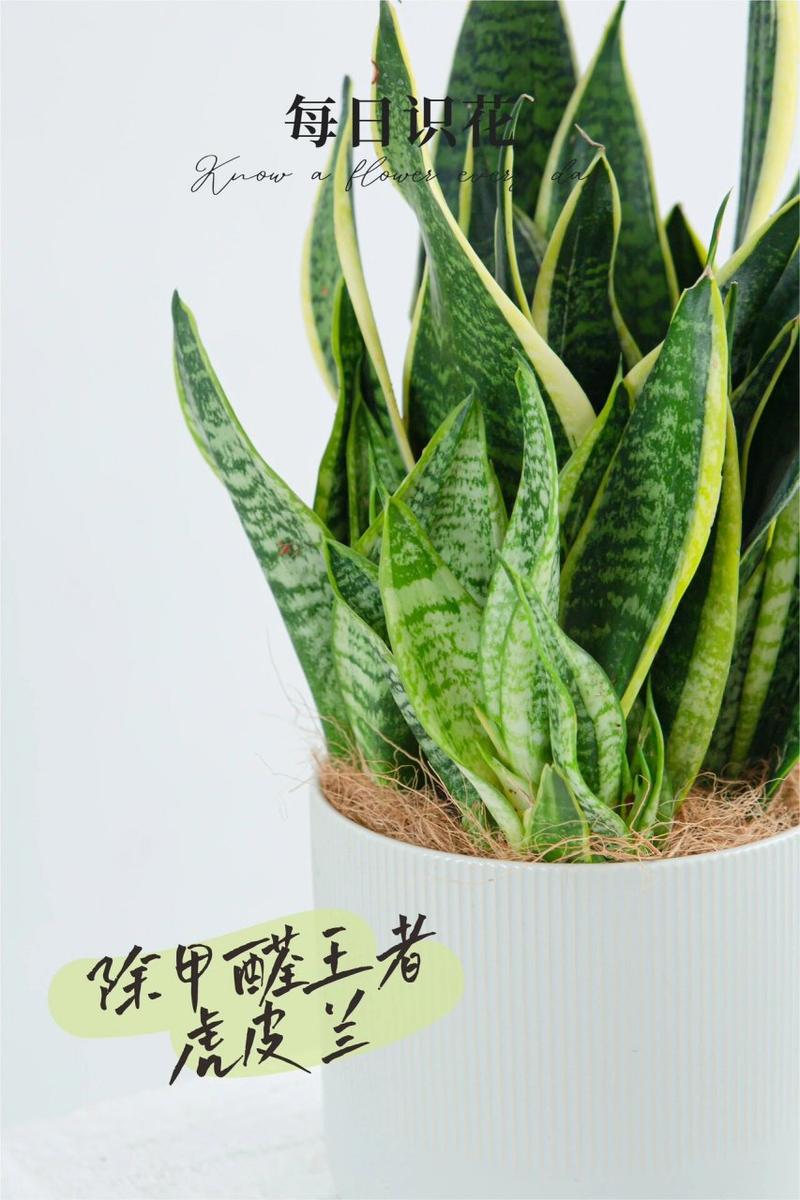 虎皮兰不用买，虎皮兰需要肥料吗-第5张图片-优品飞百科