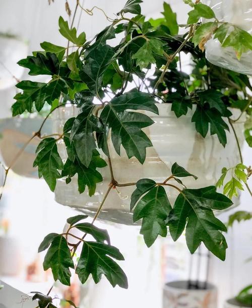 百合叶子上长白色斑点的原因？百合叶子上长白色黏黏的东西？