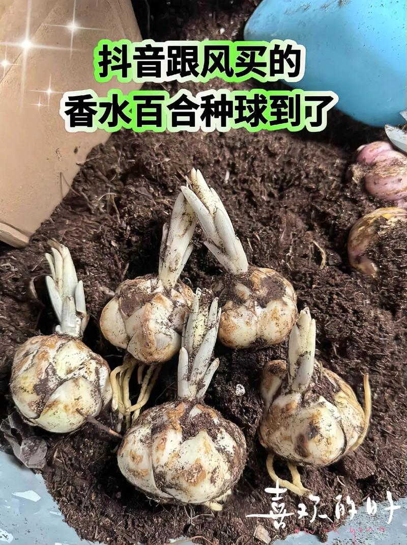 百合叶子上长白色斑点的原因?百合叶子上长白色黏黏的东西?-第2张图片-优品飞百科 百合叶子上长白色斑点的原因?百合叶子上长白色黏黏的东西?-第2张图片-优品飞百科