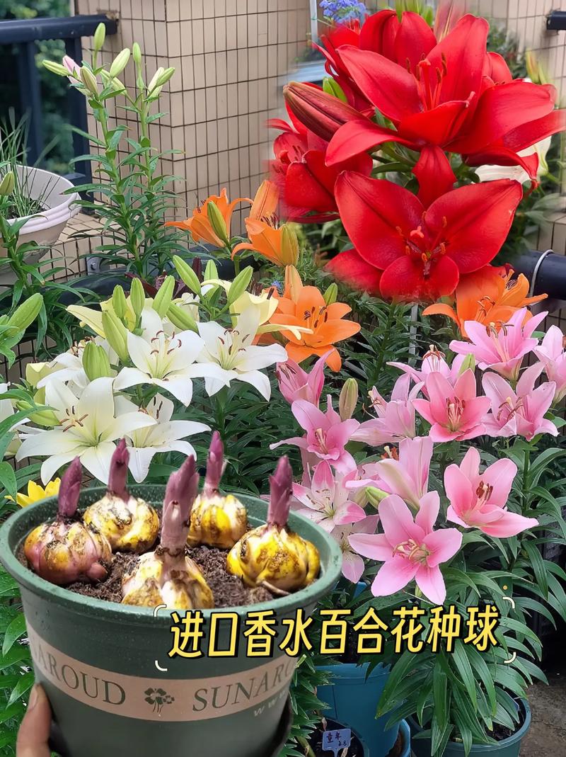 百合叶子上长白色斑点的原因?百合叶子上长白色黏黏的东西?-第3张图片-优品飞百科 百合叶子上长白色斑点的原因?百合叶子上长白色黏黏的东西?-第3张图片-优品飞百科