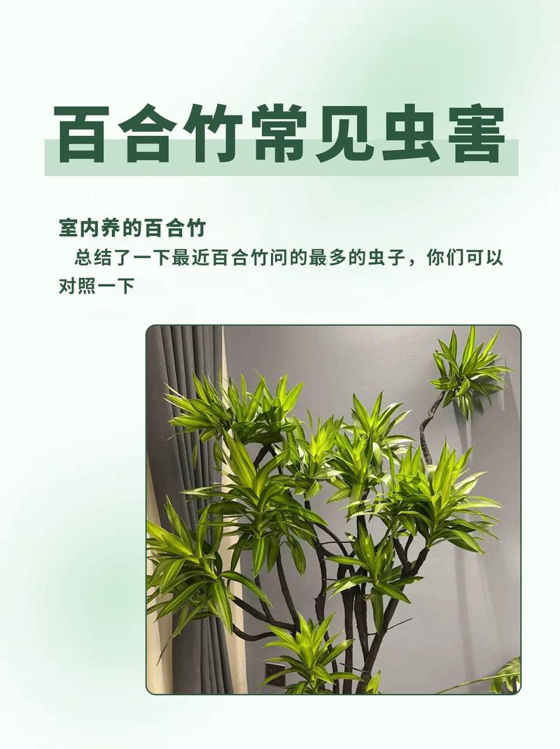 百合叶子上长白色斑点的原因?百合叶子上长白色黏黏的东西?-第4张图片-优品飞百科 百合叶子上长白色斑点的原因?百合叶子上长白色黏黏的东西?-第4张图片-优品飞百科