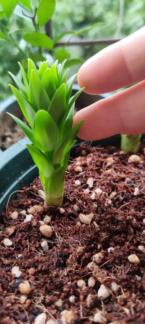 百合叶子上长白色斑点的原因?百合叶子上长白色黏黏的东西?-第5张图片-优品飞百科 百合叶子上长白色斑点的原因?百合叶子上长白色黏黏的东西?-第5张图片-优品飞百科