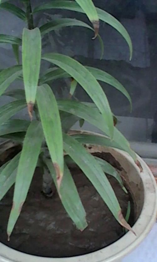 百合叶子上长白色斑点的原因?百合叶子上长白色黏黏的东西?-第6张图片-优品飞百科 百合叶子上长白色斑点的原因?百合叶子上长白色黏黏的东西?-第6张图片-优品飞百科