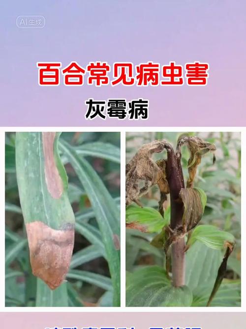 百合叶子上长白色斑点的原因?百合叶子上长白色黏黏的东西?-第8张图片-优品飞百科 百合叶子上长白色斑点的原因?百合叶子上长白色黏黏的东西?-第8张图片-优品飞百科