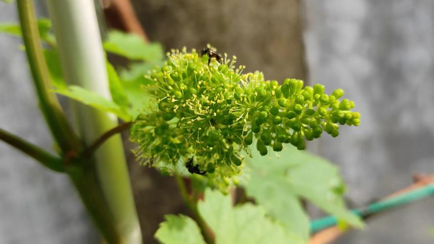 葡萄开花怎么处理，葡萄开完花后怎么修剪