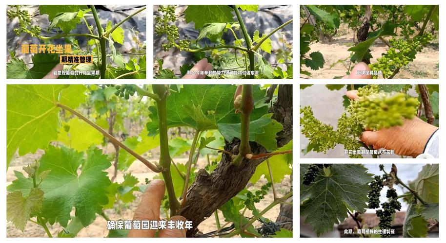葡萄开花怎么处理，葡萄开完花后怎么修剪-第3张图片-优品飞百科