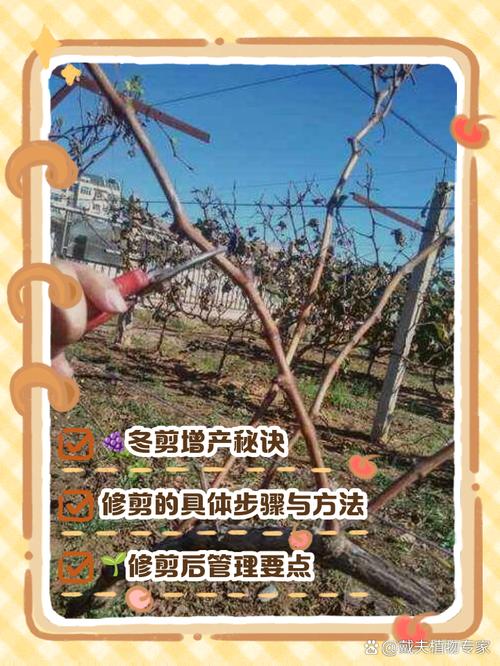 葡萄开花怎么处理，葡萄开完花后怎么修剪-第4张图片-优品飞百科