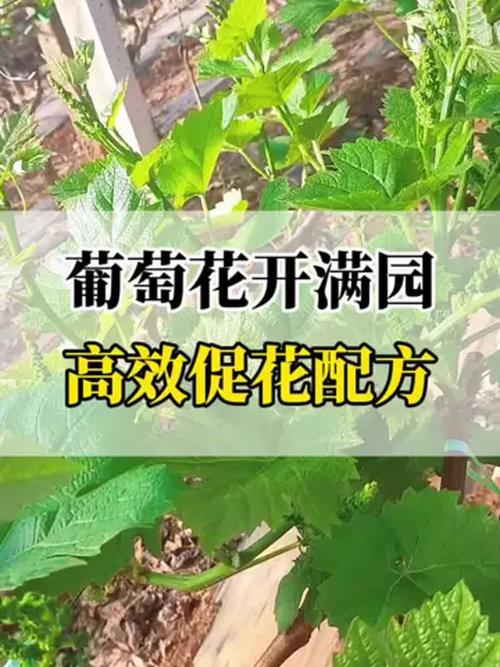 葡萄开花怎么处理，葡萄开完花后怎么修剪-第5张图片-优品飞百科