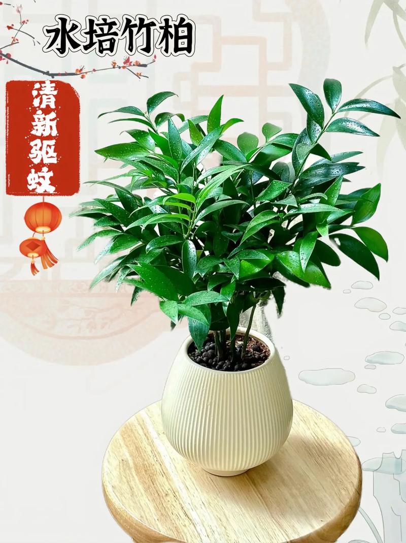 柏竹怎么养才能更旺盛，柏竹盆景图片