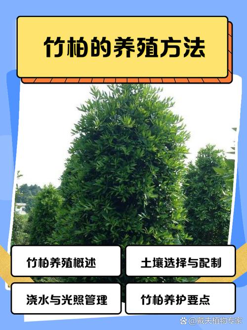 柏竹怎么养才能更旺盛，柏竹盆景图片-第2张图片-优品飞百科