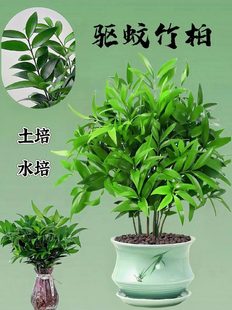 柏竹怎么养才能更旺盛，柏竹盆景图片-第3张图片-优品飞百科