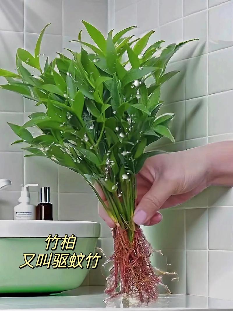 柏竹怎么养才能更旺盛，柏竹盆景图片-第4张图片-优品飞百科