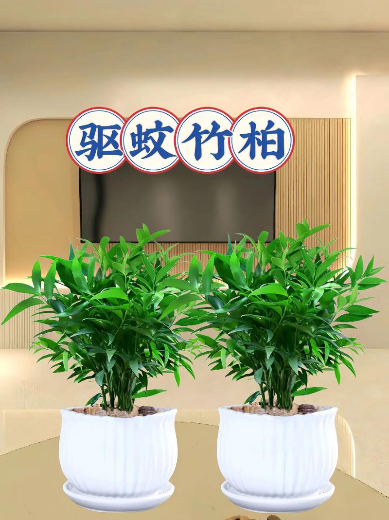 柏竹怎么养才能更旺盛，柏竹盆景图片-第5张图片-优品飞百科