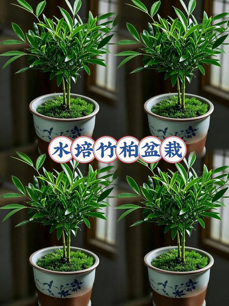 柏竹怎么养才能更旺盛，柏竹盆景图片-第6张图片-优品飞百科